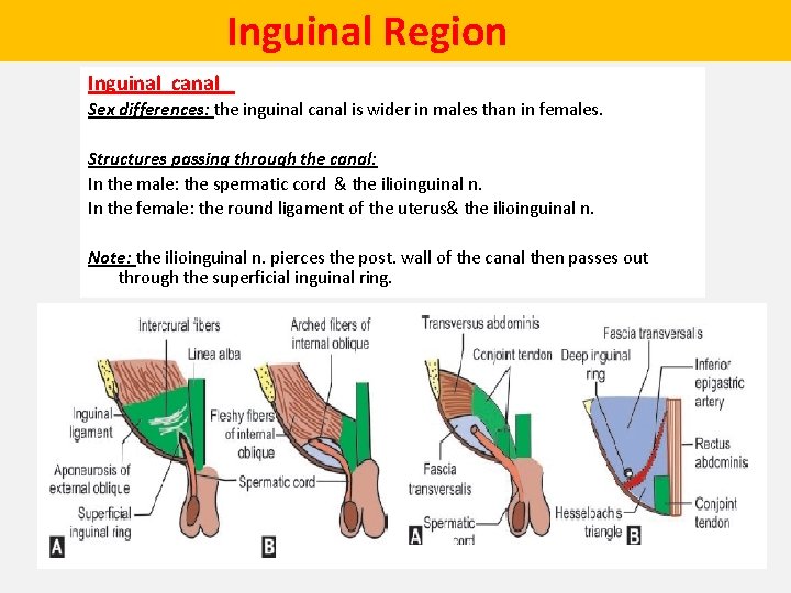  Inguinal Region Inguinal canal Sex differences: the inguinal canal is wider in males
