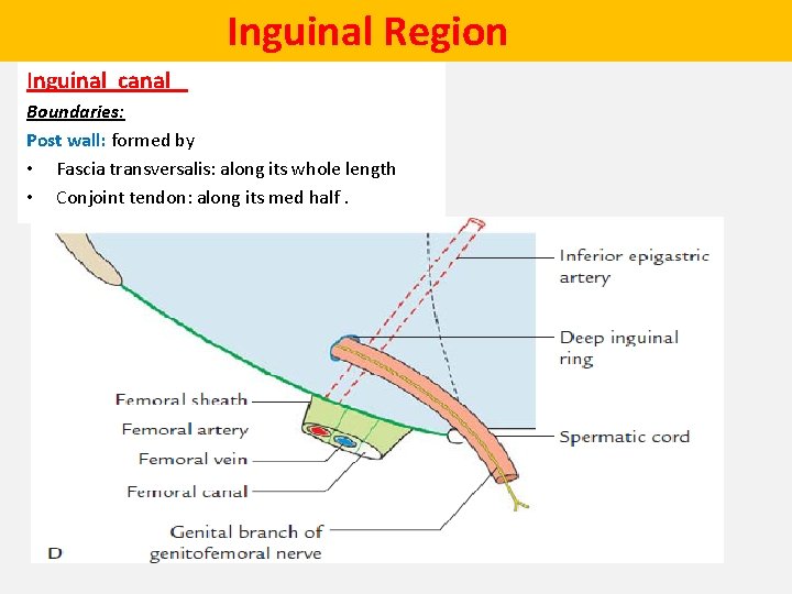  Inguinal Region Inguinal canal Boundaries: Post wall: formed by • Fascia transversalis: along