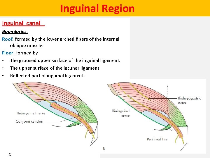 Inguinal Region Inguinal canal Boundaries: Roof: formed by the lower arched fibers of