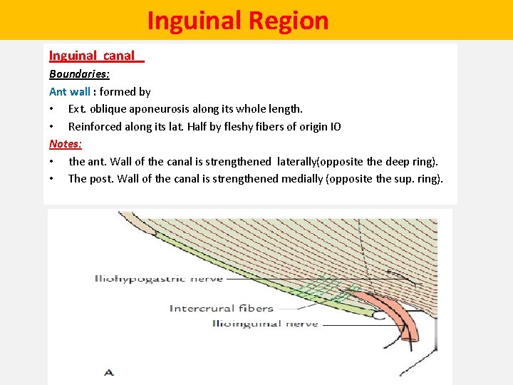  Inguinal Region Inguinal canal Boundaries: Ant wall : formed by • Ext. oblique