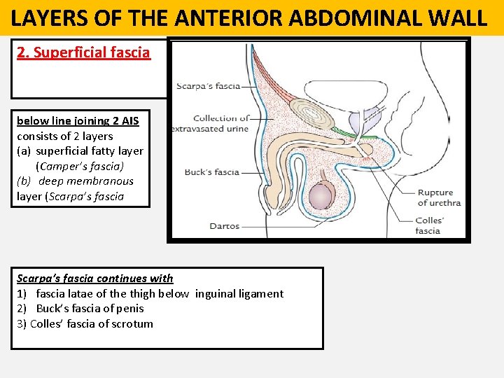  LAYERS OF THE ANTERIOR ABDOMINAL WALL 2. Superficial fascia below line joining 2