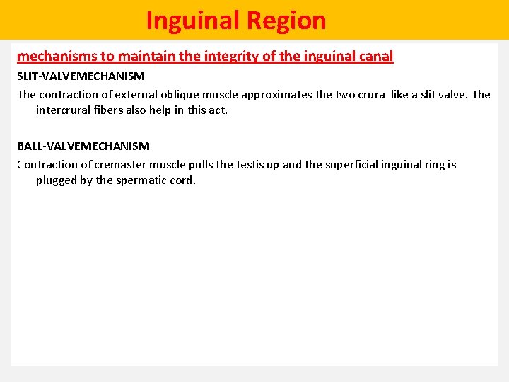  Inguinal Region mechanisms to maintain the integrity of the inguinal canal SLIT-VALVEMECHANISM The