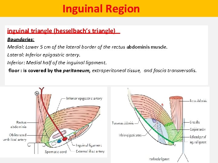  Inguinal Region inguinal triangle (hesselbach’s triangle) Boundaries: Medial: Lower 5 cm of the