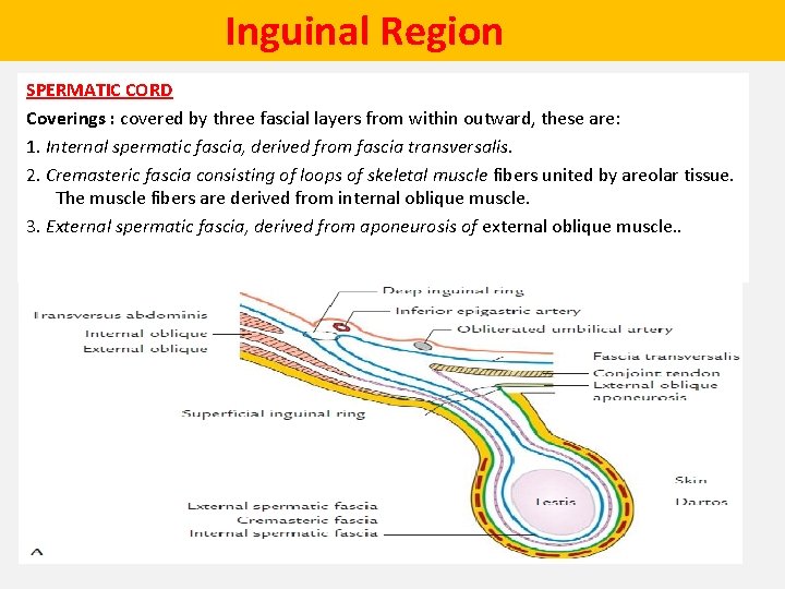  Inguinal Region SPERMATIC CORD Coverings : covered by three fascial layers from within