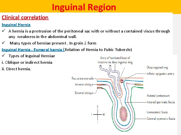  Inguinal Region Clinical correlation Inguinal Hernia ü A hernia is a protrusion of