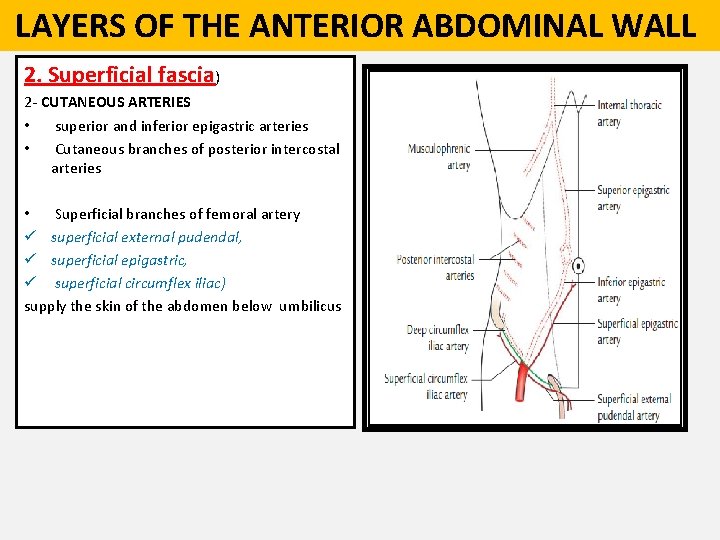  LAYERS OF THE ANTERIOR ABDOMINAL WALL 2. Superficial fascia) 2 - CUTANEOUS ARTERIES