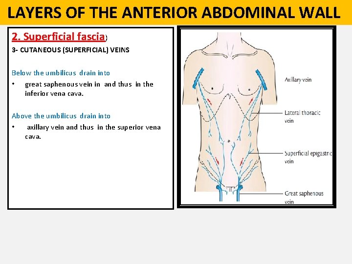  LAYERS OF THE ANTERIOR ABDOMINAL WALL 2. Superficial fascia) 3 - CUTANEOUS (SUPERFICIAL)