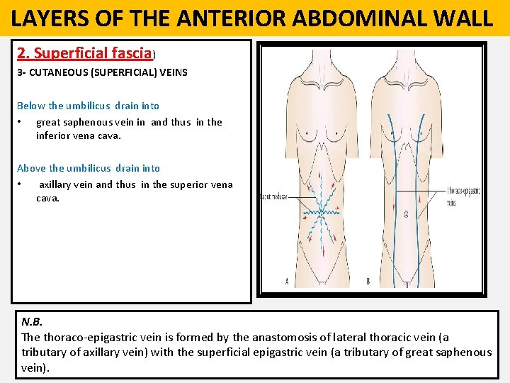  LAYERS OF THE ANTERIOR ABDOMINAL WALL 2. Superficial fascia) 3 - CUTANEOUS (SUPERFICIAL)