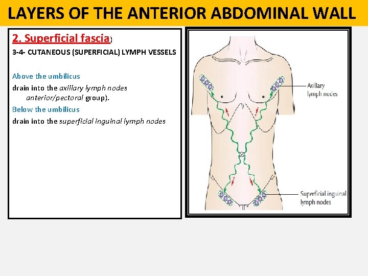  LAYERS OF THE ANTERIOR ABDOMINAL WALL 2. Superficial fascia) 3 -4 - CUTANEOUS