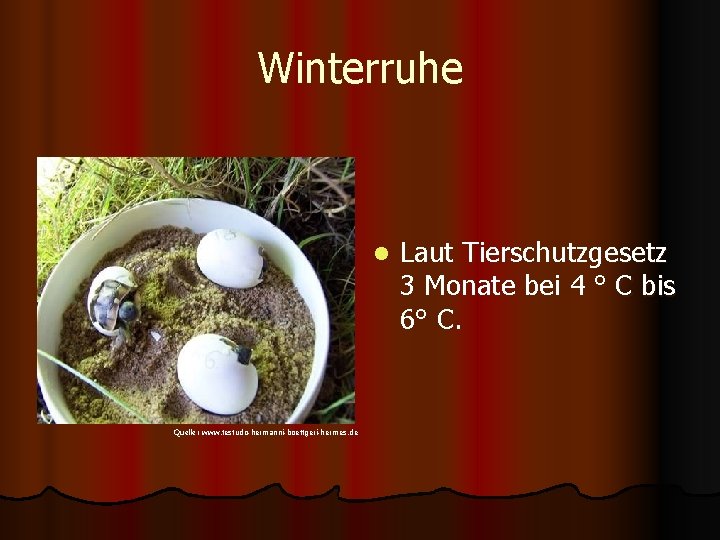 Winterruhe l Quelle: www. testudo-hermanni-boettgeri-hermes. de Laut Tierschutzgesetz 3 Monate bei 4 ° C
