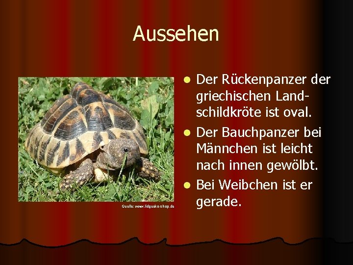 Aussehen Der Rückenpanzer der griechischen Landschildkröte ist oval. l Der Bauchpanzer bei Männchen ist