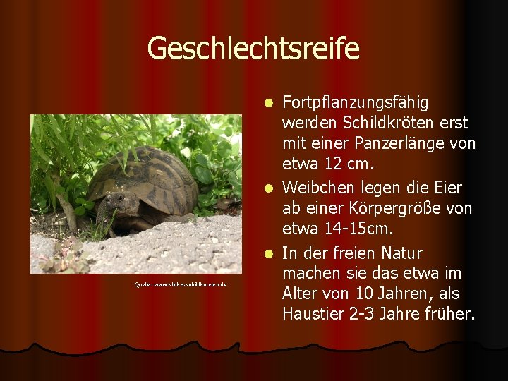 Geschlechtsreife Fortpflanzungsfähig werden Schildkröten erst mit einer Panzerlänge von etwa 12 cm. l Weibchen