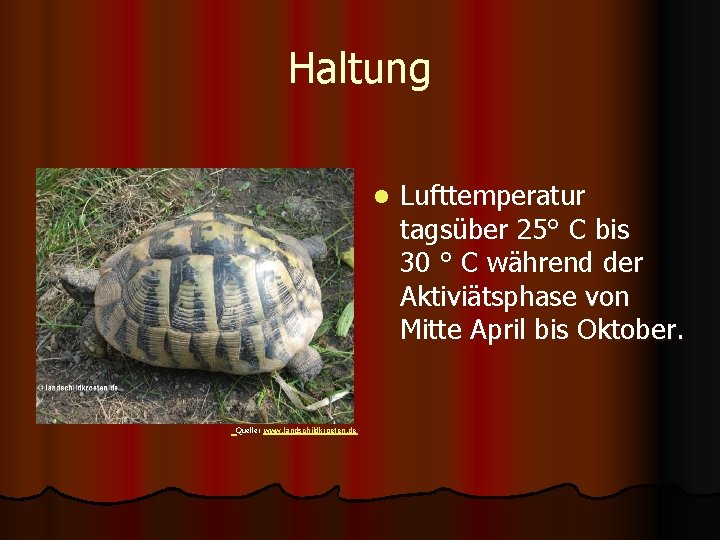 Haltung l Quelle: www. landschildkroeten. de Lufttemperatur tagsüber 25° C bis 30 ° C