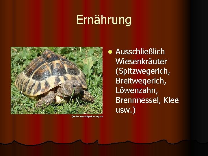 Ernährung l Quelle: www. lidgecko-shop. de Ausschließlich Wiesenkräuter (Spitzwegerich, Breitwegerich, Löwenzahn, Brennnessel, Klee usw.