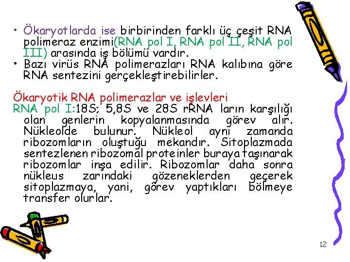  • Ökaryotlarda ise birbirinden farklı üç çeşit RNA polimeraz enzimi(RNA pol I, RNA