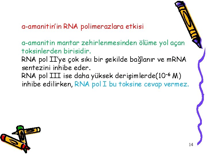 α-amanitin’in RNA polimerazlara etkisi α-amanitin mantar zehirlenmesinden ölüme yol açan toksinlerden birisidir. RNA pol