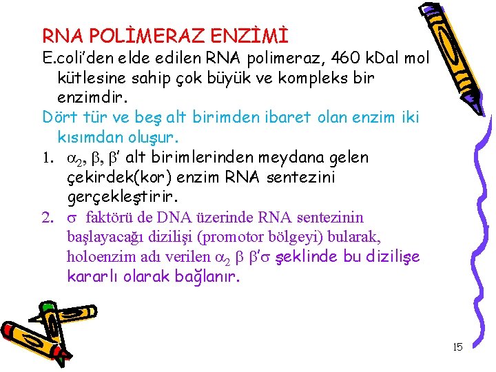 RNA POLİMERAZ ENZİMİ E. coli’den elde edilen RNA polimeraz, 460 k. Dal mol kütlesine