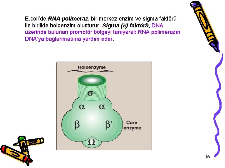 E. coli’de RNA polimeraz, bir merkez enzim ve sigma faktörü ile birlikte holoenzim oluşturur.