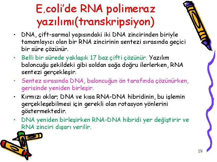 E. coli’de RNA polimeraz yazılımı(transkripsiyon) • DNA, çift-sarmal yapısındaki iki DNA zincirinden biriyle tamamlayıcı