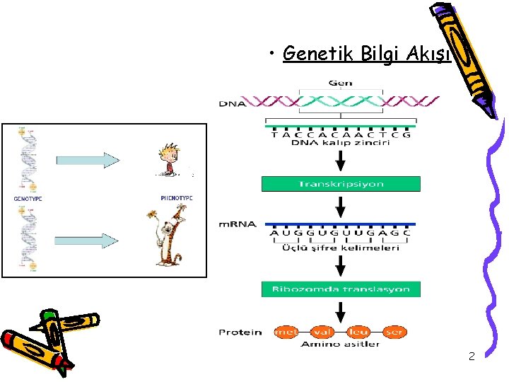  • Genetik Bilgi Akışı 2 