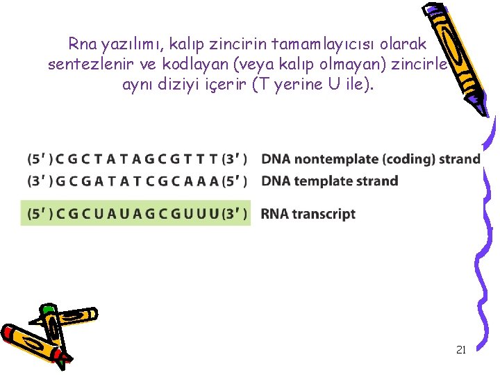 Rna yazılımı, kalıp zincirin tamamlayıcısı olarak sentezlenir ve kodlayan (veya kalıp olmayan) zincirle aynı