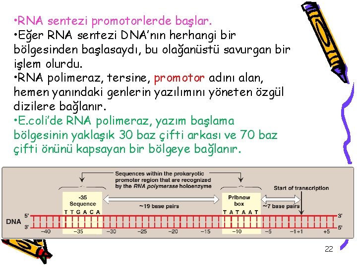  • RNA sentezi promotorlerde başlar. • Eğer RNA sentezi DNA’nın herhangi bir bölgesinden
