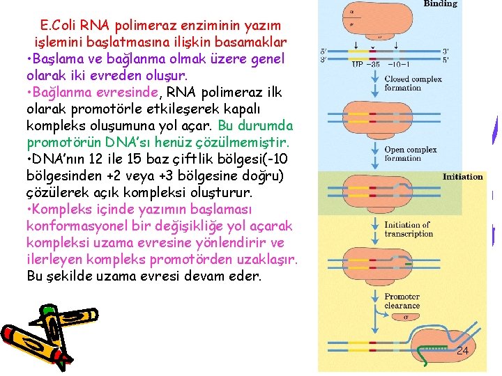 E. Coli RNA polimeraz enziminin yazım işlemini başlatmasına ilişkin basamaklar • Başlama ve bağlanma