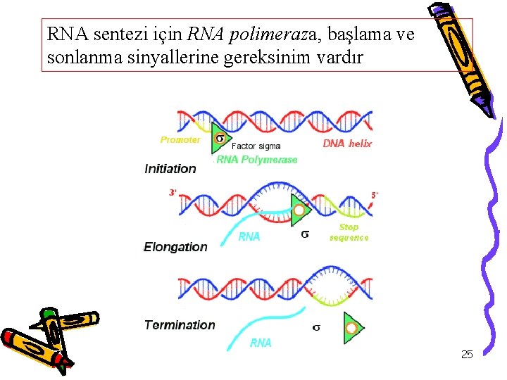 RNA sentezi için RNA polimeraza, başlama ve sonlanma sinyallerine gereksinim vardır 25 