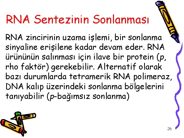 RNA Sentezinin Sonlanması RNA zincirinin uzama işlemi, bir sonlanma sinyaline erişilene kadar devam eder.