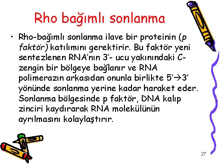 Rho bağımlı sonlanma • Rho-bağımlı sonlanma ilave bir proteinin (p faktör) katılımını gerektirir. Bu