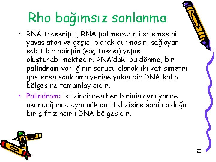 Rho bağımsız sonlanma • RNA traskripti, RNA polimerazın ilerlemesini yavaşlatan ve geçici olarak durmasını