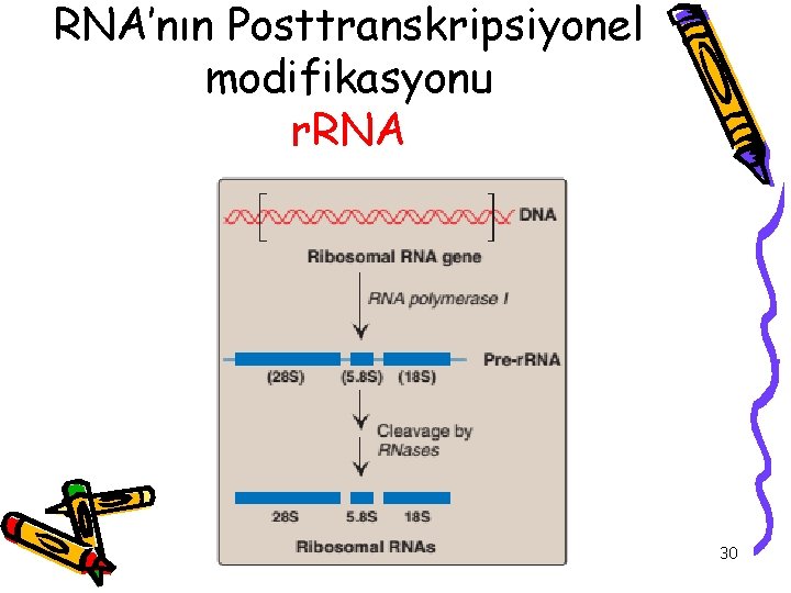 RNA’nın Posttranskripsiyonel modifikasyonu r. RNA 30 