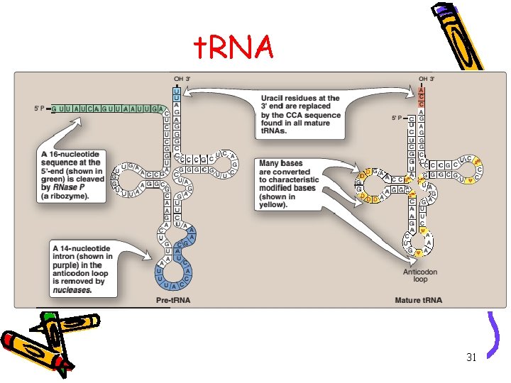 t. RNA 31 