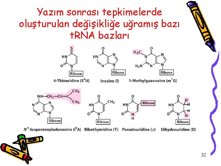 Yazım sonrası tepkimelerde oluşturulan değişikliğe uğramış bazı t. RNA bazları 32 