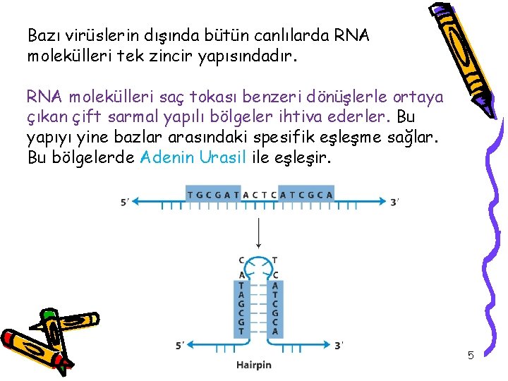 Bazı virüslerin dışında bütün canlılarda RNA molekülleri tek zincir yapısındadır. RNA molekülleri saç tokası
