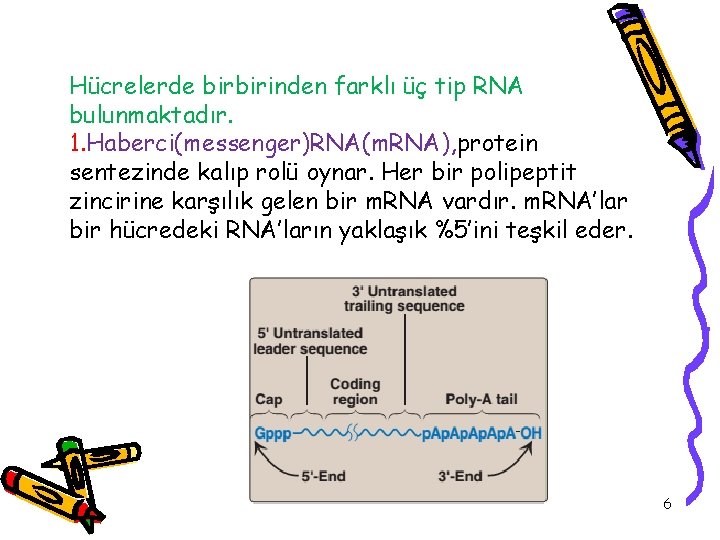 Hücrelerde birbirinden farklı üç tip RNA bulunmaktadır. 1. Haberci(messenger)RNA(m. RNA), protein sentezinde kalıp rolü