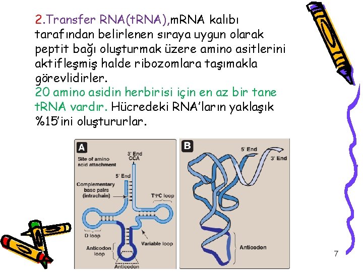 2. Transfer RNA(t. RNA), m. RNA kalıbı tarafından belirlenen sıraya uygun olarak peptit bağı