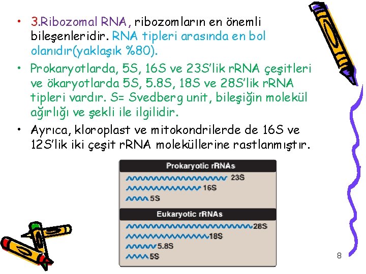  • 3. Ribozomal RNA, ribozomların en önemli bileşenleridir. RNA tipleri arasında en bol
