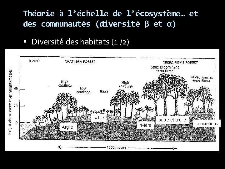 Théorie à l’échelle de l’écosystème… et des communautés (diversité β et α) Diversité des