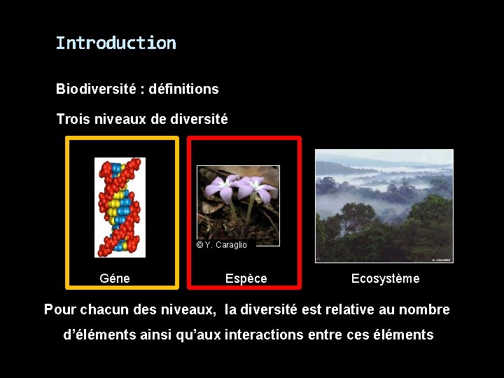 Introduction Biodiversité : définitions Trois niveaux de diversité © Y. Caraglio Géne Espèce Ecosystème