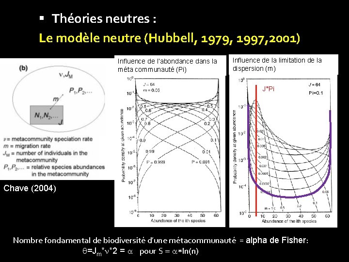  Théories neutres : Le modèle neutre (Hubbell, 1979, 1997, 2001) Influence de l’abondance