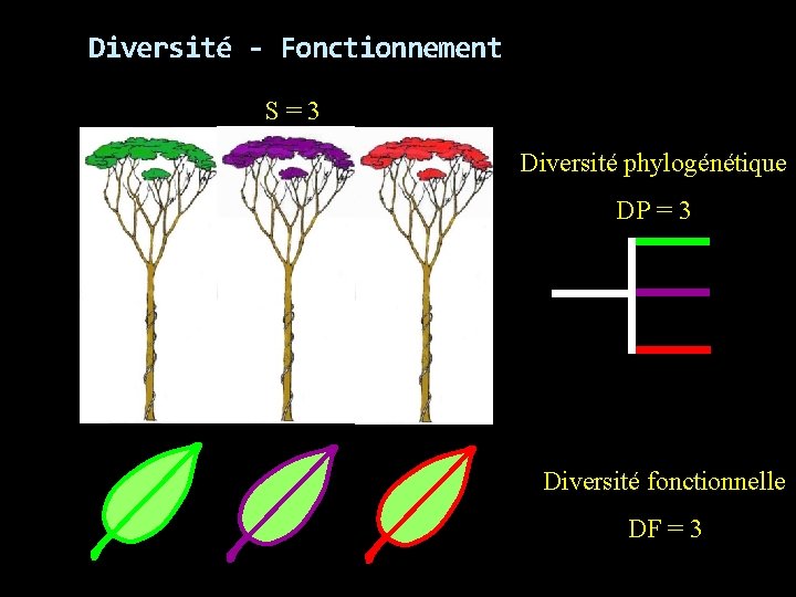 Diversité - Fonctionnement S=3 Diversité phylogénétique DP = 3 Diversité fonctionnelle DF = 3