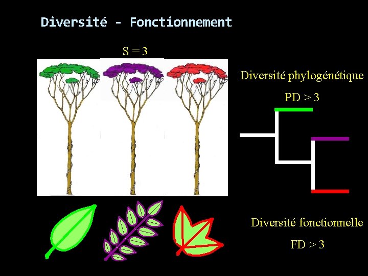 Diversité - Fonctionnement S=3 Diversité phylogénétique PD > 3 Diversité fonctionnelle FD > 3