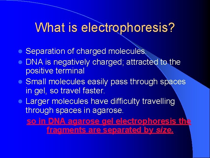 What is electrophoresis? Separation of charged molecules. l DNA is negatively charged; attracted to