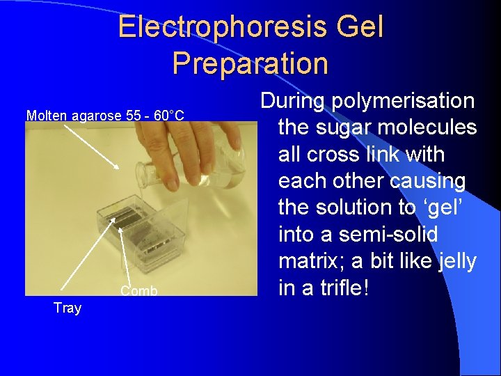 Electrophoresis Gel Preparation Molten agarose 55 - 60°C Comb Tray During polymerisation the sugar