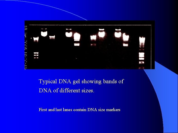 Typical DNA gel showing bands of DNA of different sizes. First and last lanes
