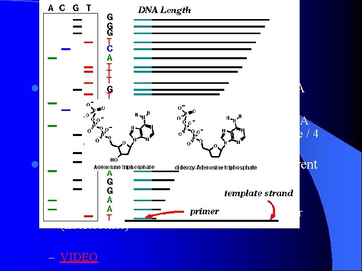 DNA sequencing l 4 tubes with DNA polymerase, template DNA – DNA nucleotides –
