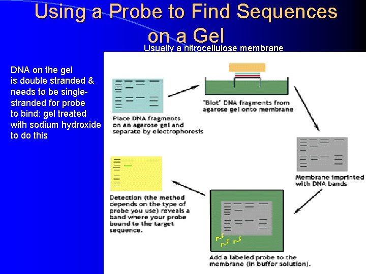 Using a Probe to Find Sequences on a Gel Usually a nitrocellulose membrane DNA