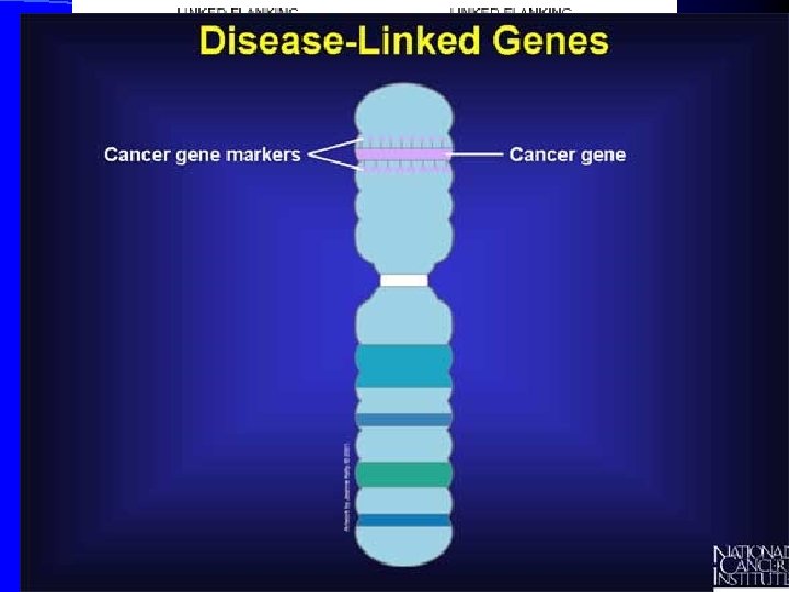 Chromosome Walking l Marker sequence identified – Target gene is some distance from marker