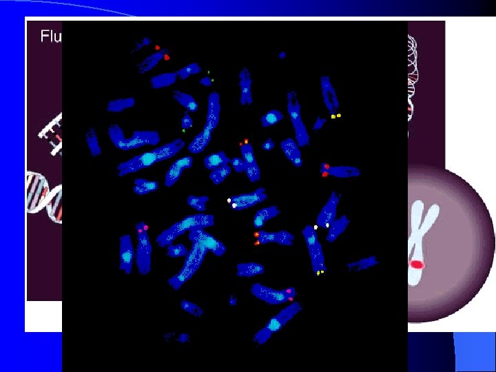 Human Genome Project Methodology - Fi. SH l Fluorescence in-situ hybridisation – Use metaphase